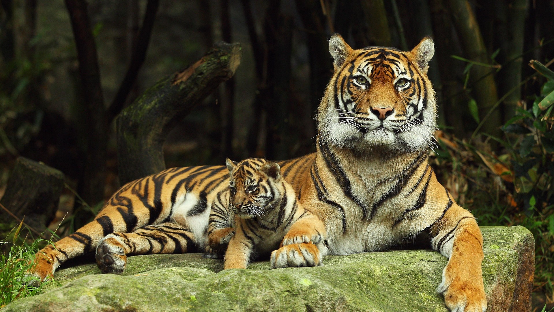 tigers-8667151_1920